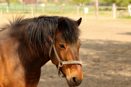 Brown horse head