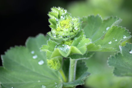 Plant after rainの写真素材