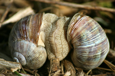 Mating Snail