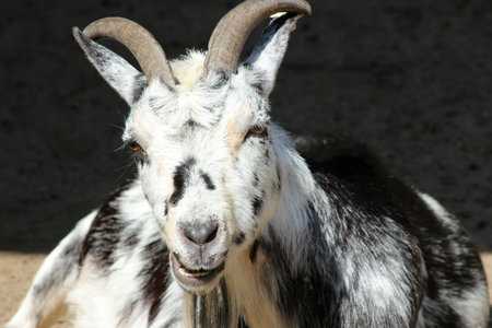 nanny-goat