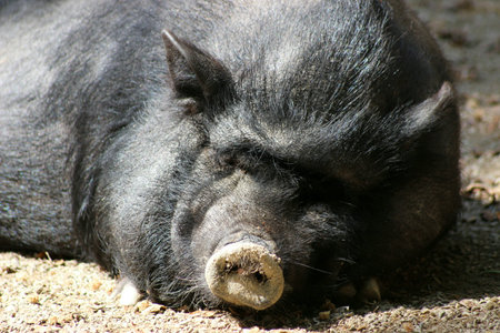 Black pig