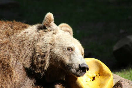 brown bearの写真素材