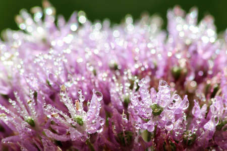 Water drops on Allium - Purpleの写真素材