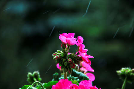 Flower in the Rainの写真素材