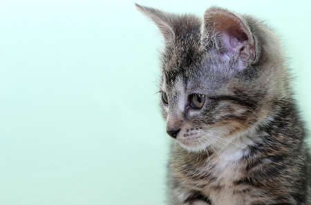 little baby catの写真素材