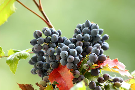 Ornamental shrub with blue berries