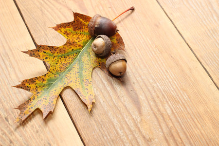 Herbst - Eicheln mit Blatt