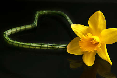 Heart daffodilの写真素材