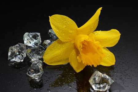 Ice and daffodilsの写真素材