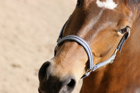 Horse head