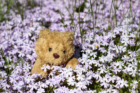 Teddy in Blumenの写真素材