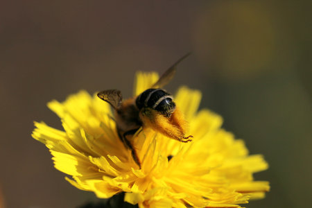 Biene voll mit Pollen