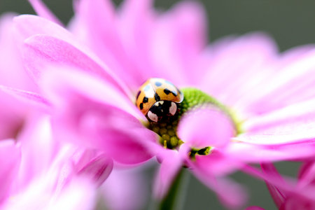 Marienkfer on flower