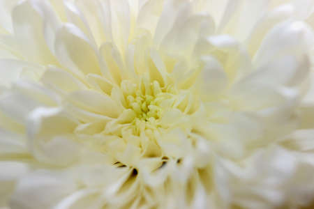 bloom - macroの写真素材