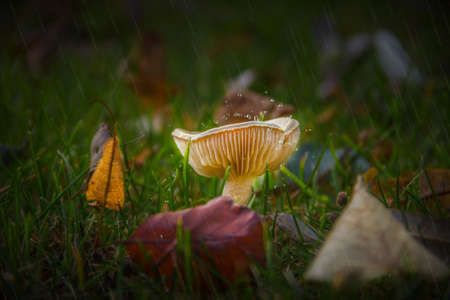 Macro mushroomsの写真素材