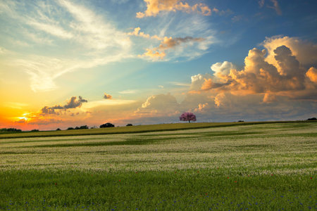 Flower meadow