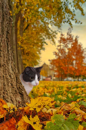 Cat in autumn leavesの写真素材