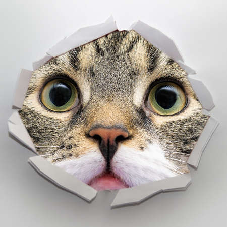 Cat look through holeの写真素材