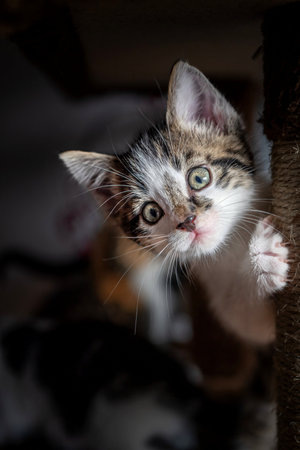 Cute little kitten playing at home. Selective focus with shallow depth of field.の写真素材