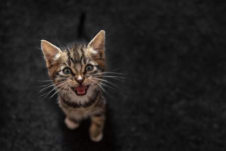 Cute tabby kitten standing on black background with copy space.の写真素材