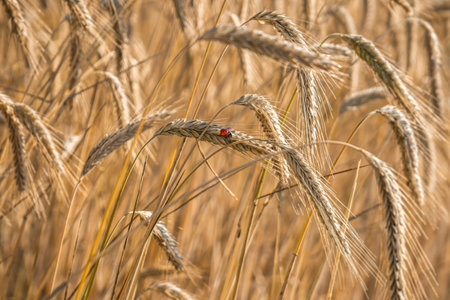 Ladybug on a spike of wheat in the middle of the fieldの写真素材