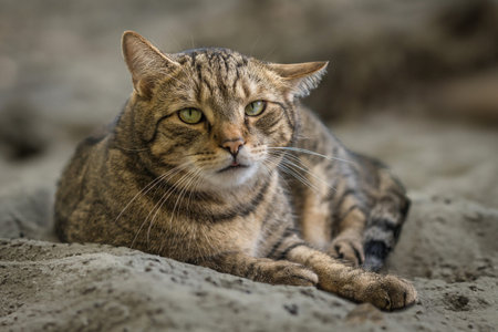 Portrait of a cat lying on the sand in the garden.