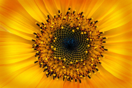 Close up of sunflower petals and yellow petals, natural background