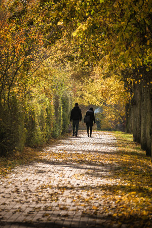 Couple walking in autumnal alley with fallen leaves in city parkの写真素材