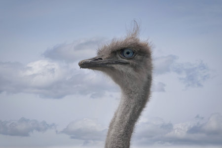 Ostrich on the background of the blue sky and white cloudsの写真素材