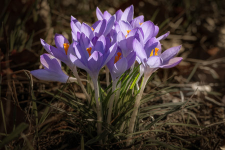Purple crocus flowers in the garden. Early spring. Symbol of peace and joy.