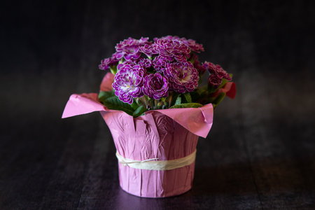 Beautiful purple flowers in a vase on a dark background.の写真素材