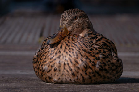 Female mallard duck resting on a wooden bench in the park.の写真素材