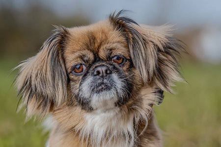 Portrait of Pekingese dog outdoors in nature. Shallow depth of field.