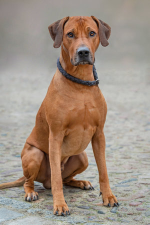 Rhodesian Ridgeback dog sitting on the ground in the park