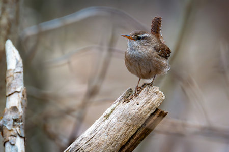 Wren (Troglodytes troglodytes) on a branchの写真素材