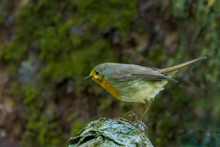 European Robin (Erithacus rubecula) perched on a log