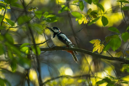 Great spotted woodpecker (Dendrocopos major)