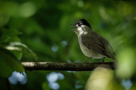 Blackcap (Luscinia atricapilla) on a branch