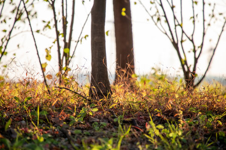 autumn meadow