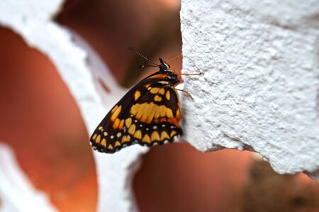 Beatifull butterfly close on wall of leaked bricksの写真素材