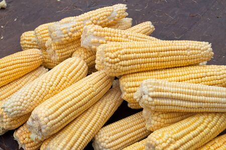 a lot of green corn peeled on tableのeditorial素材