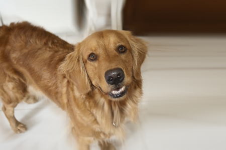 Pretty dog close looking at youの写真素材