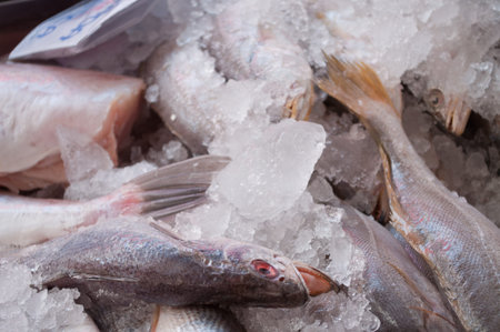 Pretty close of many clean fish on ice