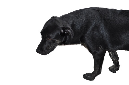  sad dog isolated on white backgroundの写真素材