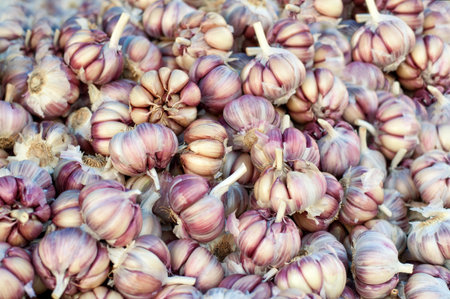 group of garlics