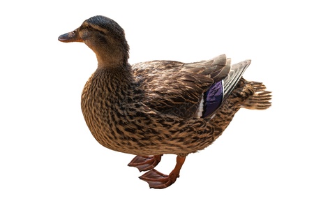 Duck on white backgroundの写真素材