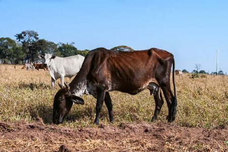 Field with a lot of cowsの写真素材