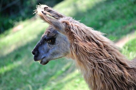 Close of pretty lhama (lama glama)の写真素材