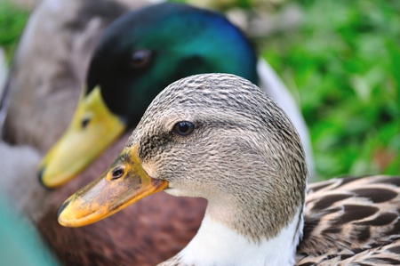 Pretty close of a ducks headsの写真素材