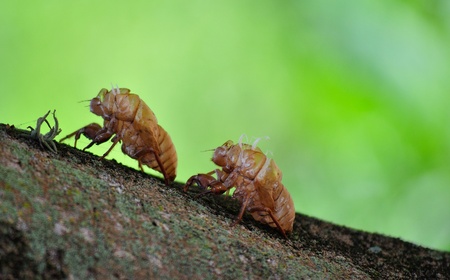Pretty close of two cicada bark on treeの写真素材